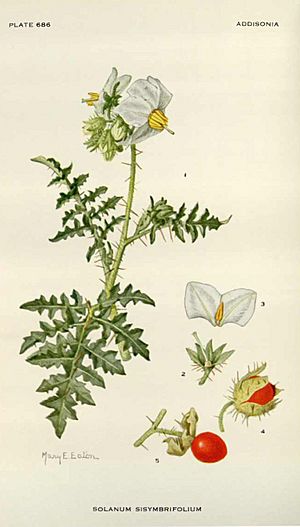 Archivo:Solanum sisymbrifolium00