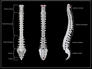 Archivo:Spine Anatomy Kisco