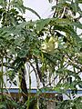 Starr 050518-1632 Sesbania grandiflora