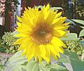 Sunflower33