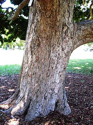 Archivo:Syzygium moorei Sydney trunk