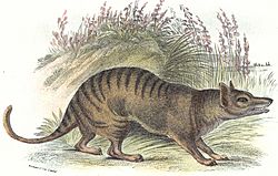 Archivo:Thylacineprint