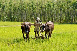 Archivo:Traditional ploughing - Karnataka