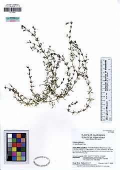 Archivo:UC1755341 Galium trifidum var. pacificum (5546936039)