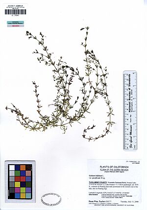 Archivo:UC1755341 Galium trifidum var. pacificum (5546936039)