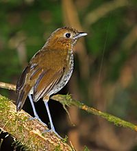 Archivo:Urrao Antpitta, Colibri del Sol, Colombia (5745551353)