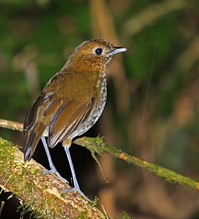 Urrao Antpitta, Colibri del Sol, Colombia (5745551353).jpg