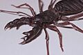 Whip Scorpion (9672117050)