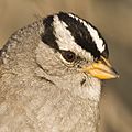 White-crowned Sparrow (Zonotrichia leucophrys; nuttalli) Morro Bay, CA 29j (2232004154)