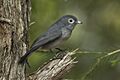 White-eyed Slaty-Flycatcher - Naru Moru Kenya 06 9199 (19138566239)