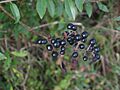 Wilde liguster bessen Ligustrum vulgare