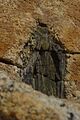 Xenolith Larchmont