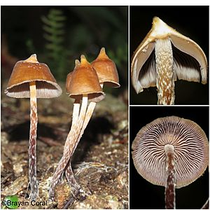 2017-12-10 Psilocybe hoogshagenii R. Heim 824796.jpg