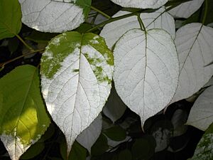 Archivo:Actinidia kolomikta 2015-06-01 OB 275a