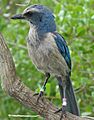 Adult Florida scrub jay
