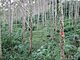 Alnus acuminata.jpg