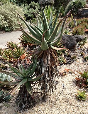 Archivo:Aloe africana (7811927872)