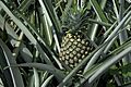 AnanasComosusOnPlant