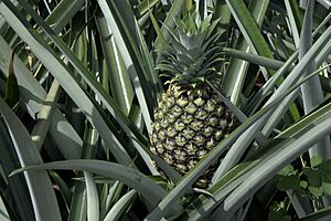 Archivo:AnanasComosusOnPlant