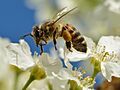 Apis mellifera - Prunus padus - Keila