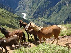 Apurimac.Cachora