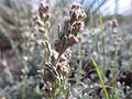 Artemisia pedatifida — Matt Lavin 013