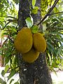 Artocarpus heterophyllus 01 - Fruit