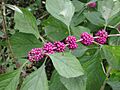 Beautyberry
