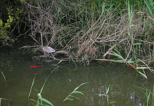 Archivo:Bolue hezeguneko mauremys