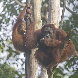 Archivo:Bornean orangutan (Pongo pygmaeus), Tanjung Putting National Park 06