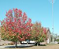 Bradford pear fall 0760