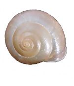 Archivo:Bradybaena similaris shell