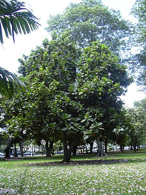Archivo:Breadfruit Tree