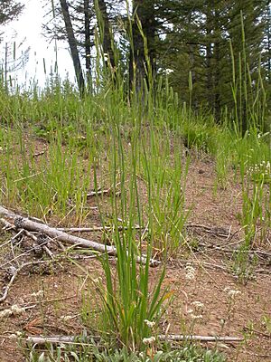 Archivo:Bromus carinatus (3731512671)
