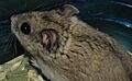 Brown Chinese Hamster
