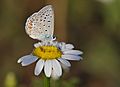 Butterfly Common Blue - Polyommatus icarus -1