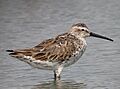 Calidris himantopus