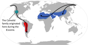 Archivo:Camelid origin and migration