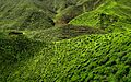 Cameron Highland Tea Plantation 2012