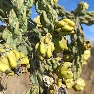Archivo:Cardenche (Cylindropuntia imbricata ssp. imbricata)