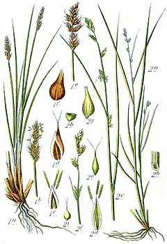 Archivo:Carex spp Sturm29