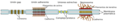 Cell junction simplified es