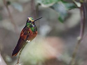 Coeligena iris - Rainbow Starfrontlet - male.jpg