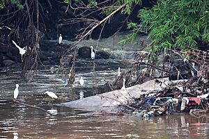 Archivo:Contaminacion Río Magdalena a la altura de la ciudad de Neiva