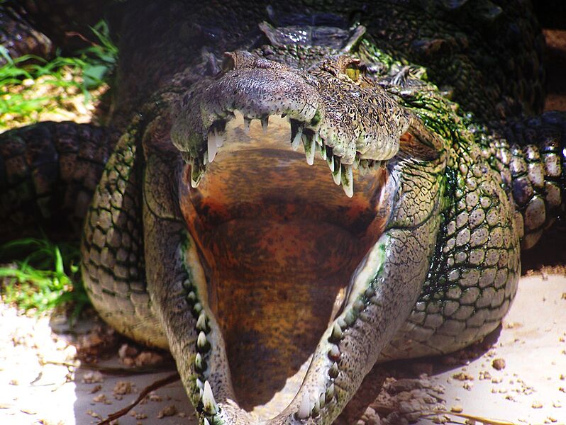 Crocodile at Cayman Turtle Farm