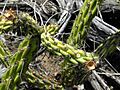 Cylindropuntia californica 218111730