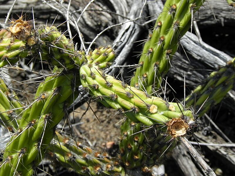Cylindropuntia californica 218111730