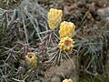 Cylindropuntia whipplei 12