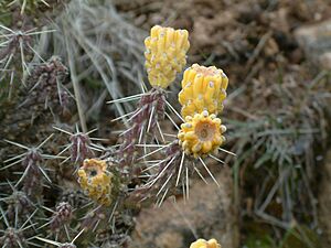 Cylindropuntia whipplei 12.jpeg