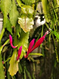 Disocactus eichlamii Pacaya, Guatemala, 2200m MPA 411.jpg